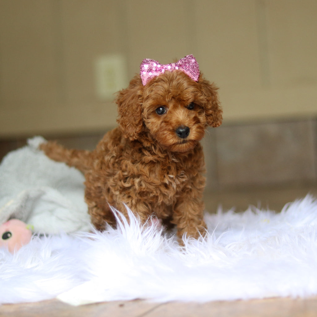 Nicky - Available 6/5