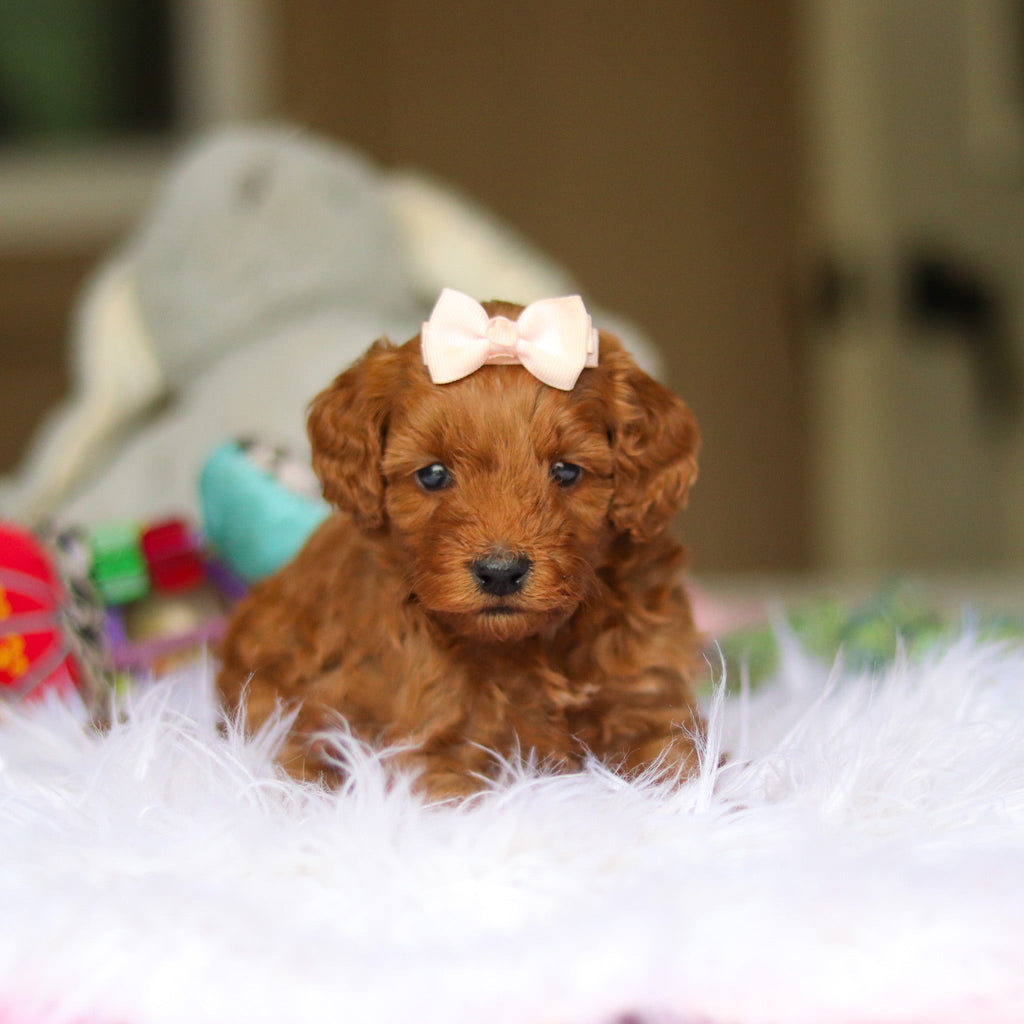 Nicky - Available 6/4