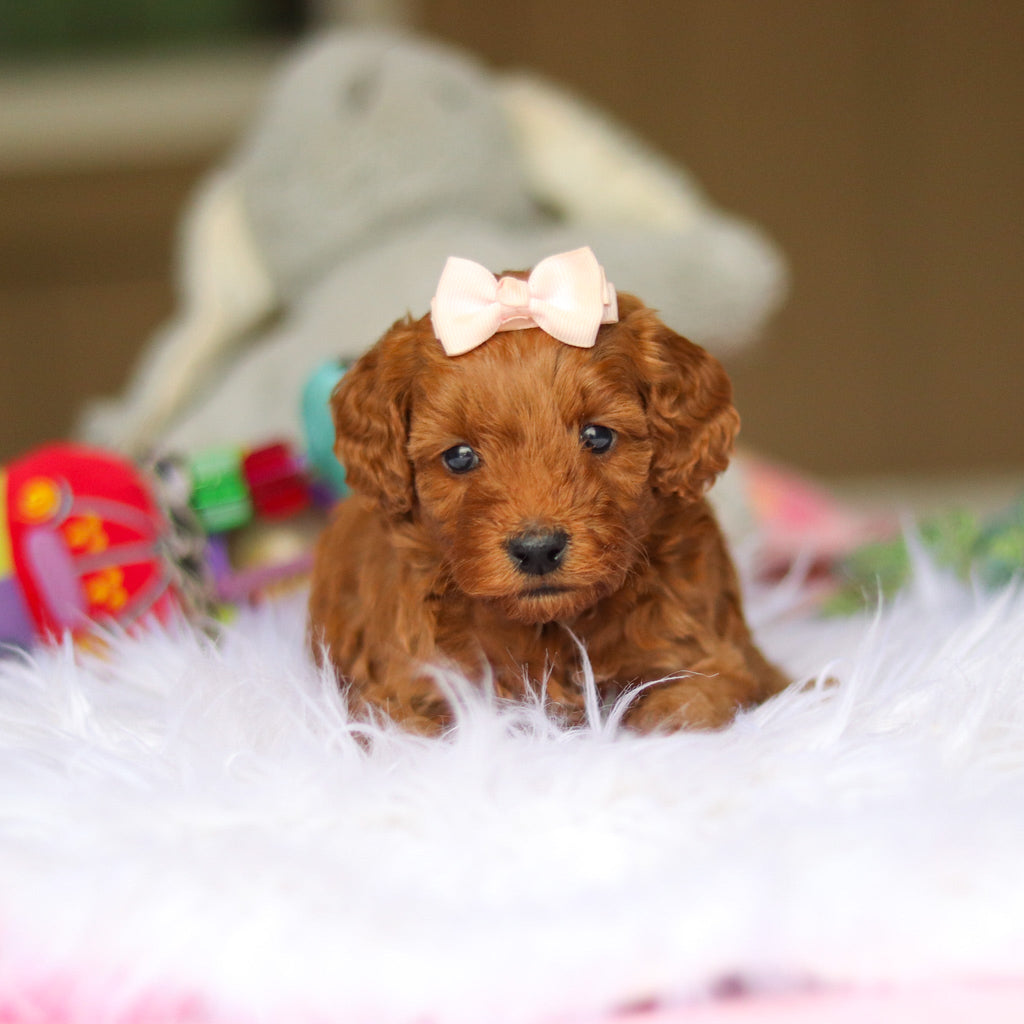 Nicky - Available 6/4