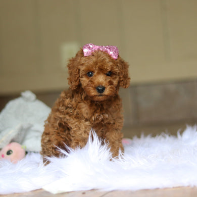 Nicky - Available 6/4