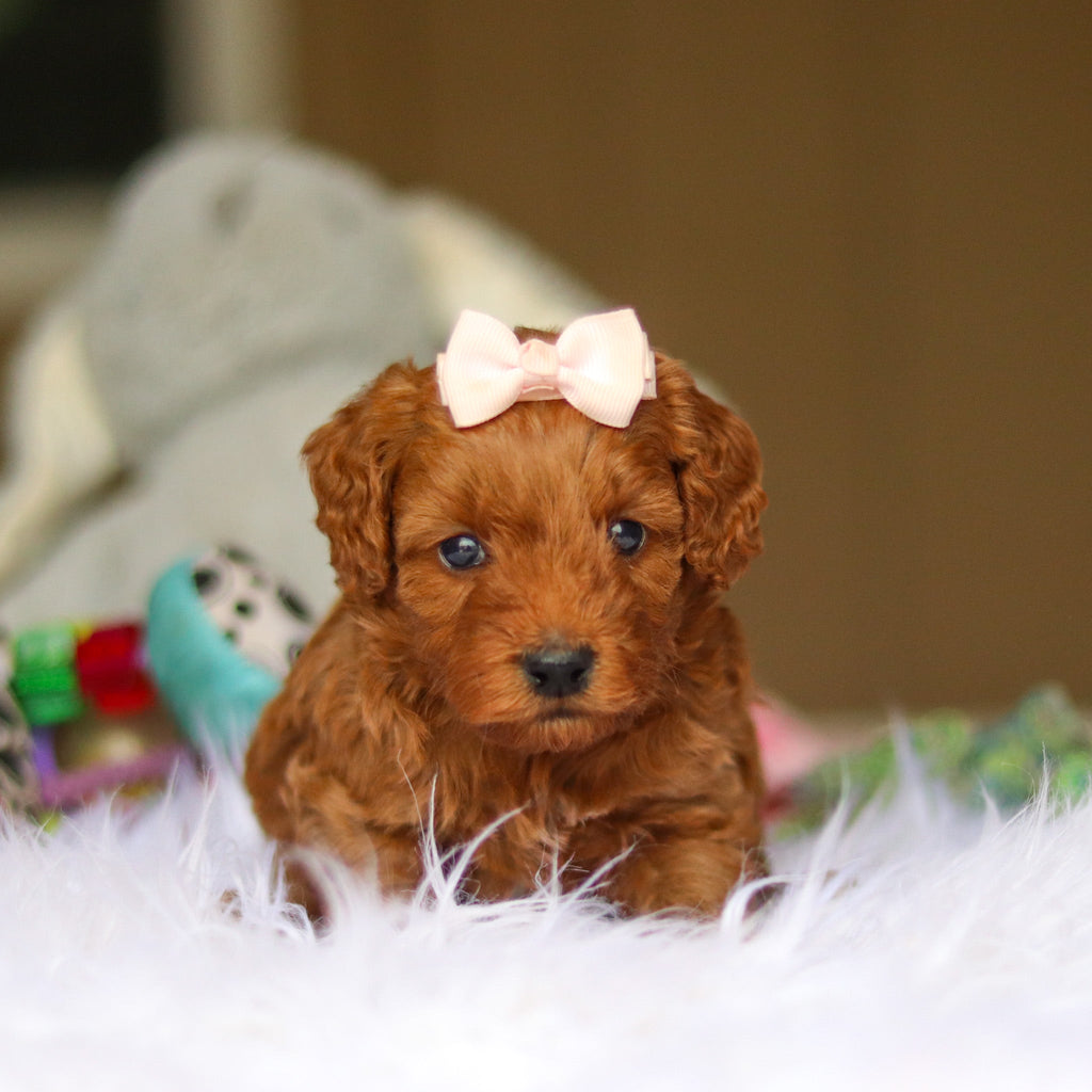 Nicky - Available 6/4