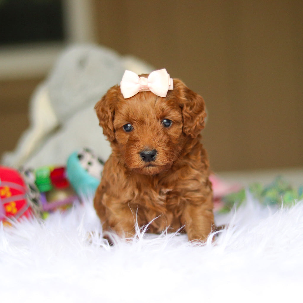 Nicky - Available 6/4