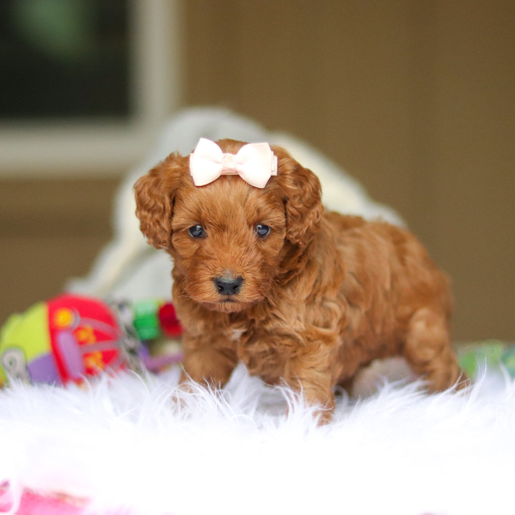 Nicky - Available 6/4