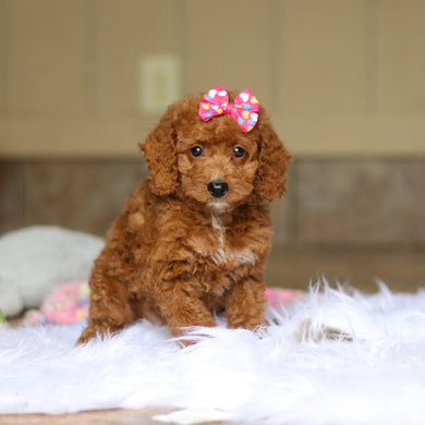 Nora - Available 6/4