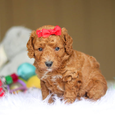 Nicky - Available 6/4