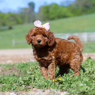 Tula - Available Now