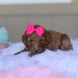 Tansy - Available 5/28