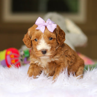 Nora - Available 6/4