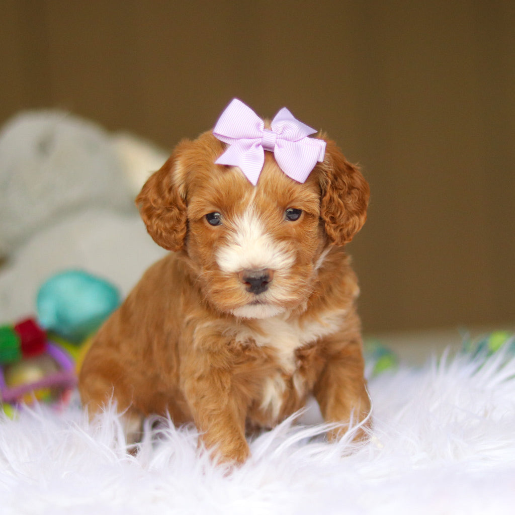 Nora - Available 6/4