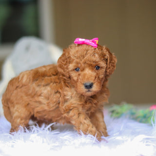 Nellie - Available 6/4