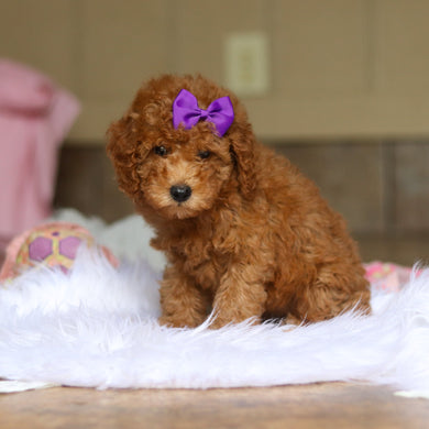 Nellie - Available 6/4
