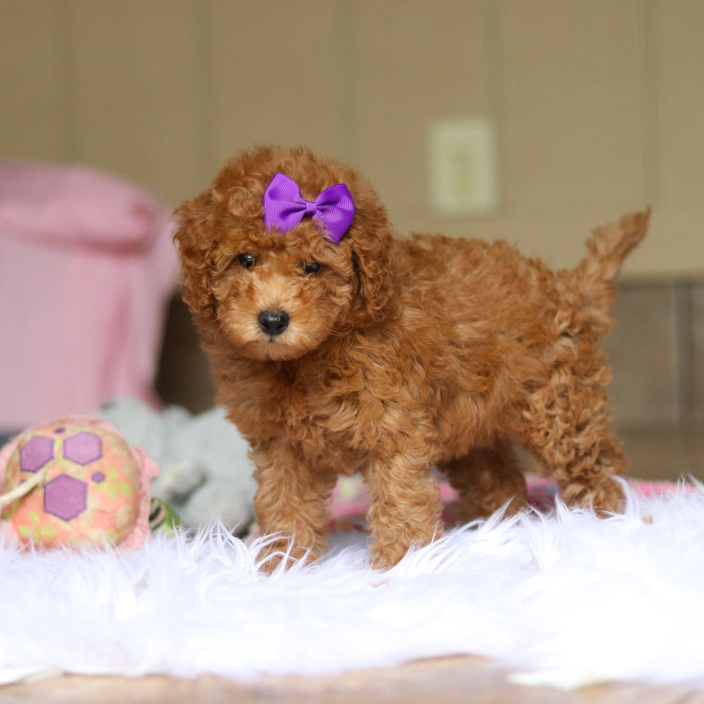 Nellie - Available 6/5