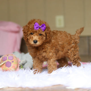 Nellie - Available 6/5