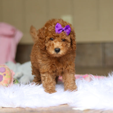 Nellie - Available 6/4
