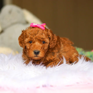 Nellie - Available 6/4