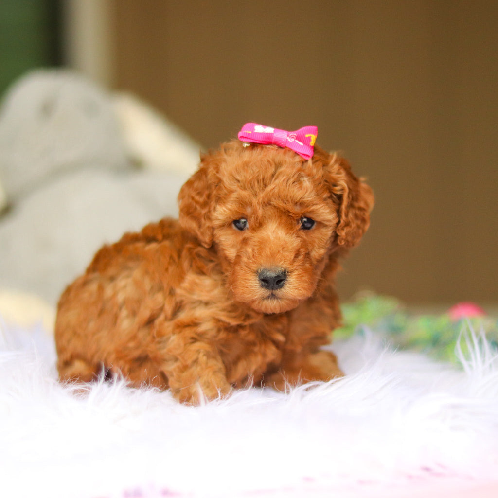Nellie - Available 6/4