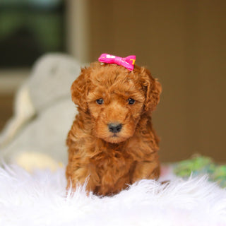 Nellie - Available 6/4