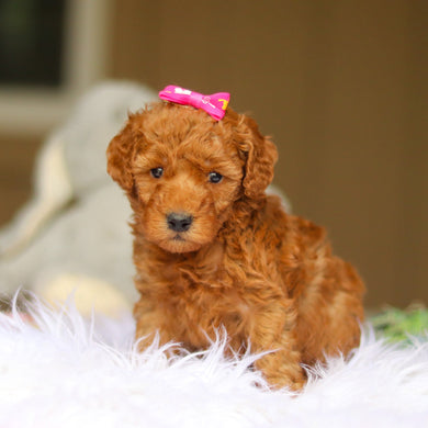 Nellie - Available 6/4