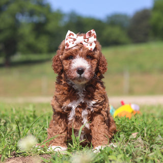 Jilly - Available 7/23