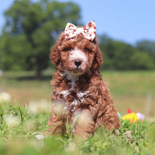 Jilly - Available 7/23