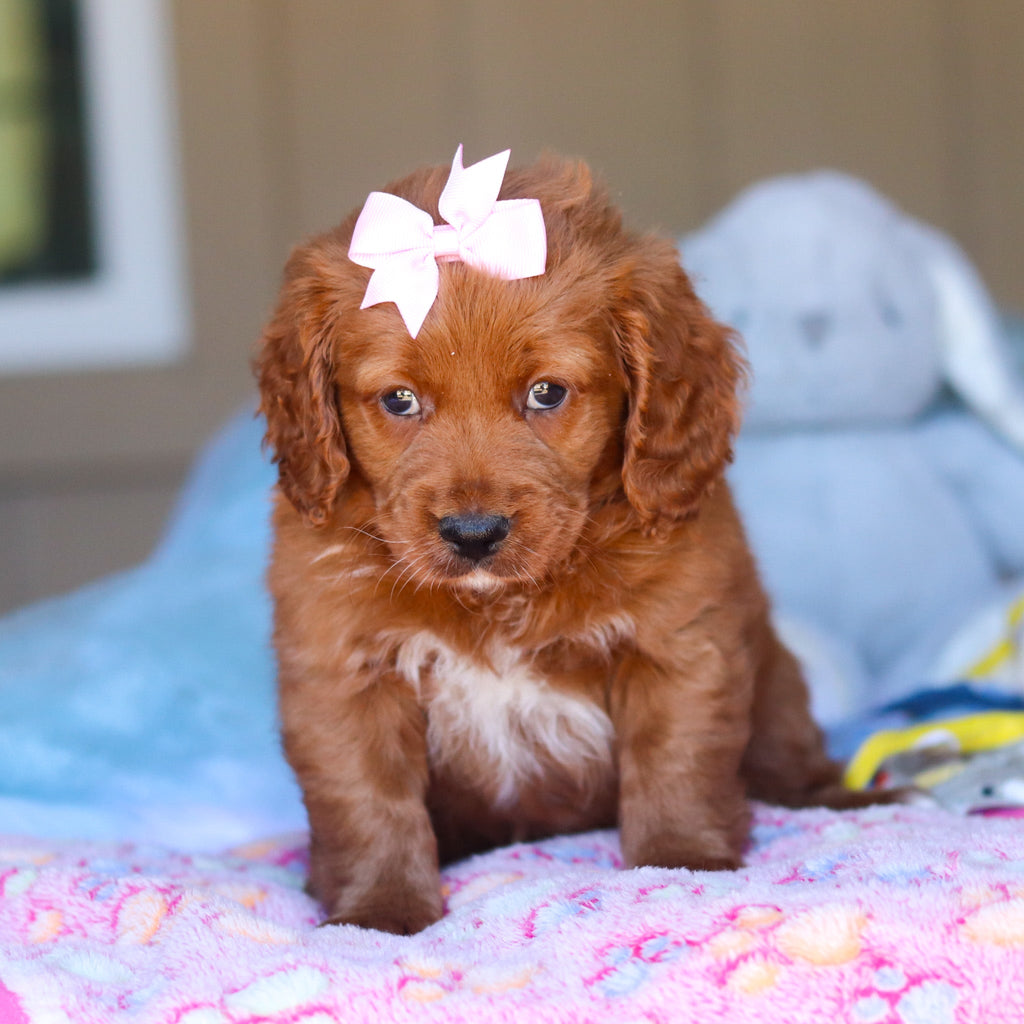 Kylie - Available 3/26