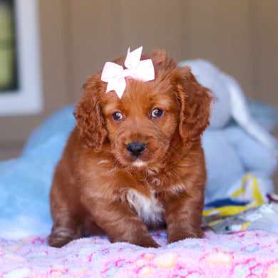 Kylie - Available 3/26