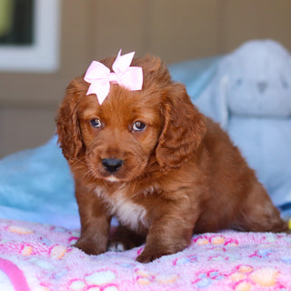 Kylie - Available 3/26