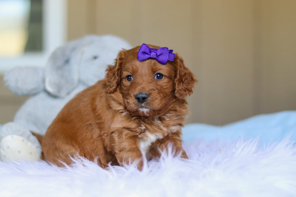 Kylie - Available 4/2