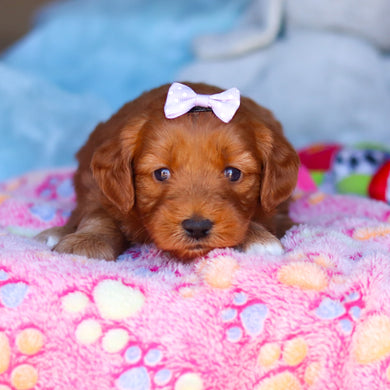 Posey - Available 4/16