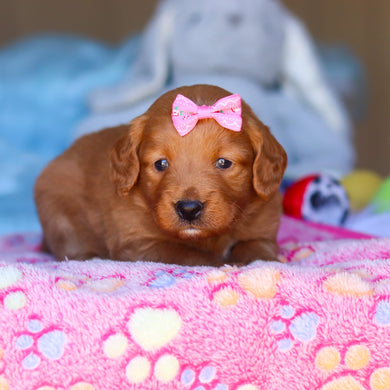 Penny - Available 4/16