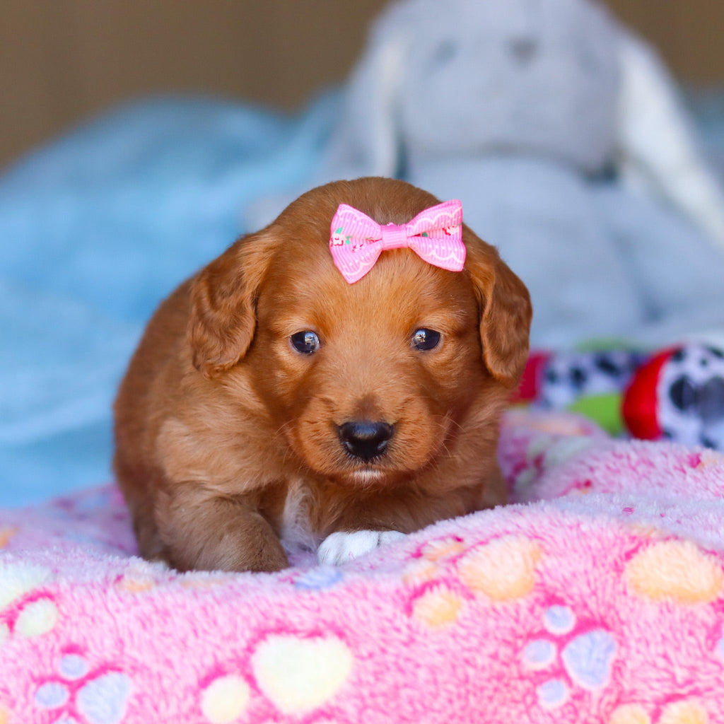 Penny - Available 4/16