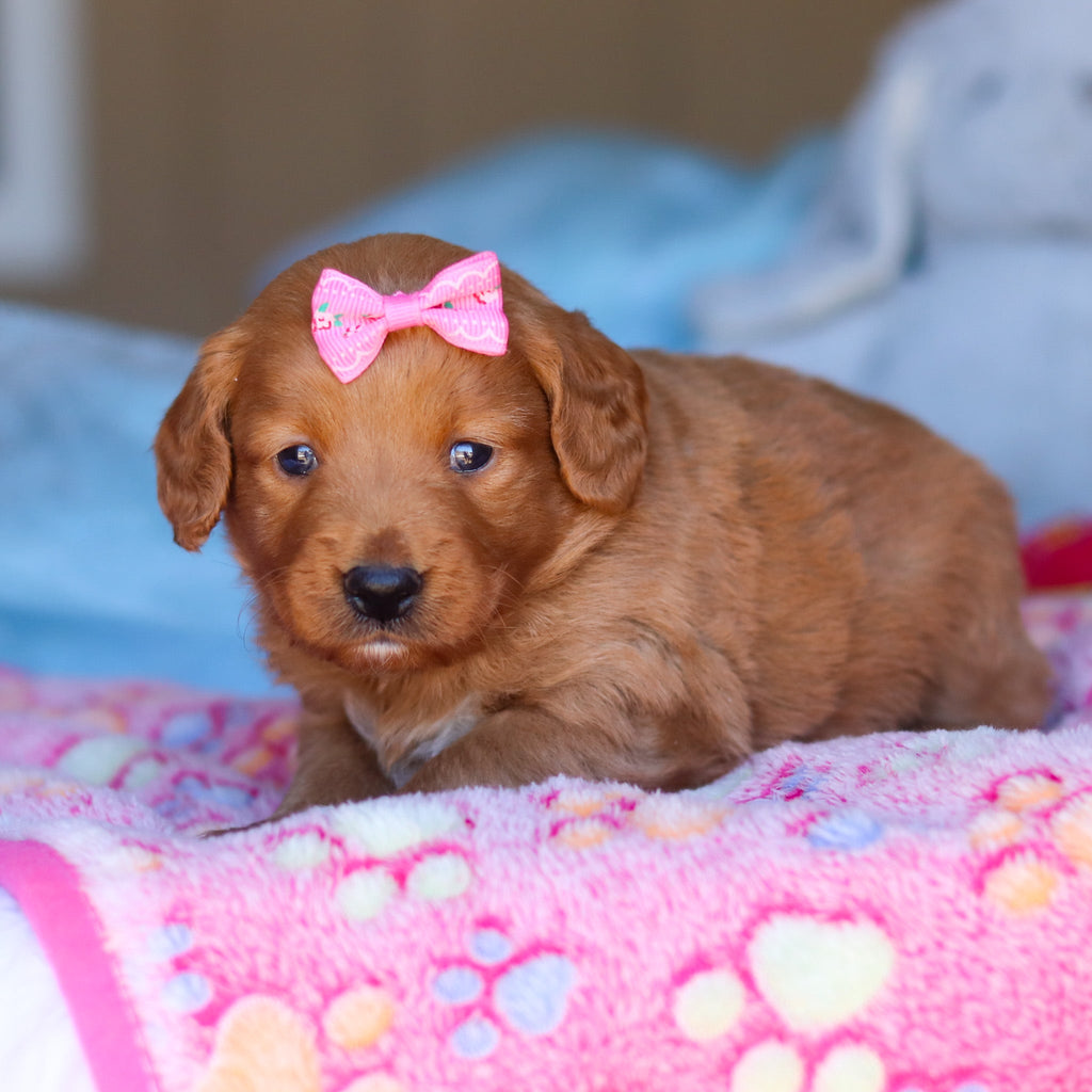 Penny - Available 4/16