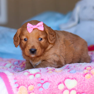 Penny - Available 4/16