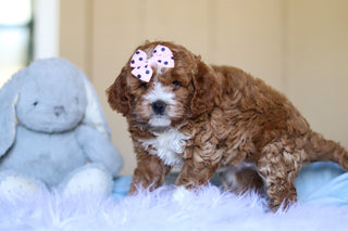 Eliza - Available 3/12