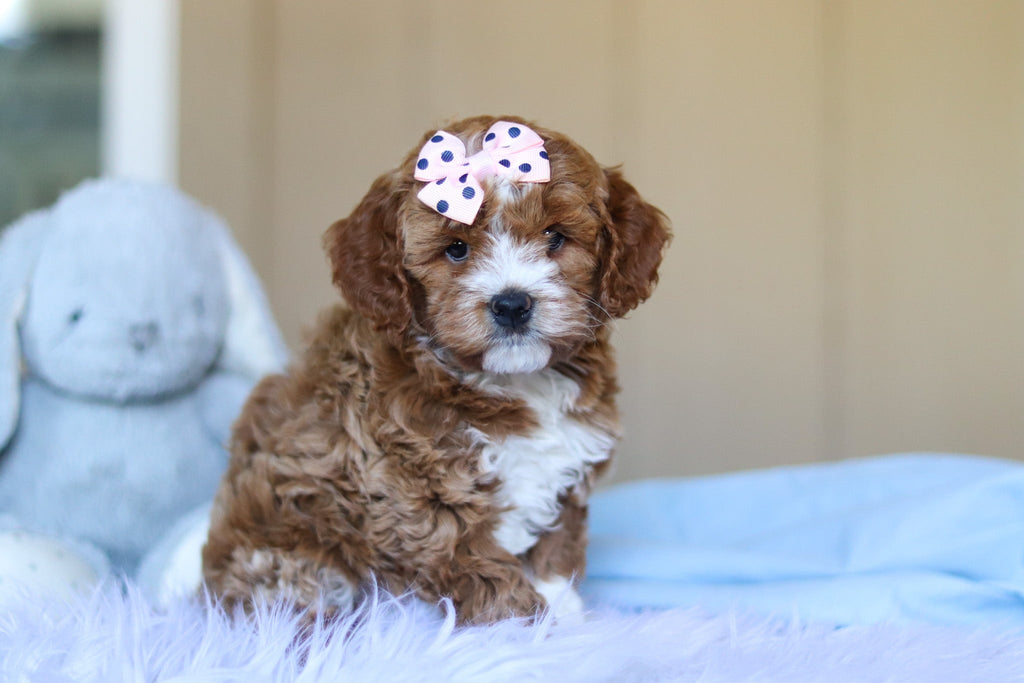 Eliza - Available 3/12