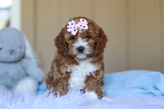 Eliza - Available 3/12