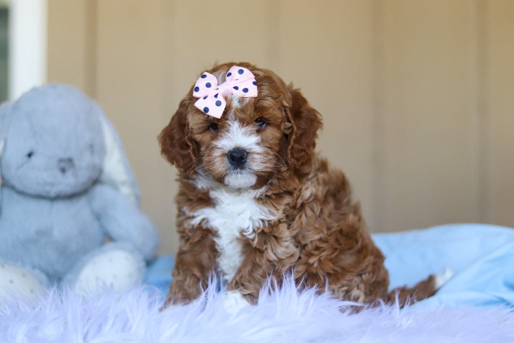 Eliza - Available 3/12