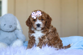 Eliza - Available 3/12