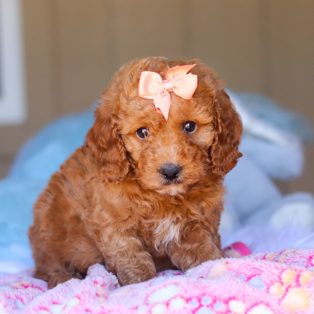 Kali - Available 3/26