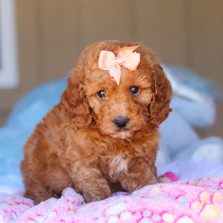 Kali - Available 3/26