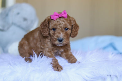 Kali - Available 4/2