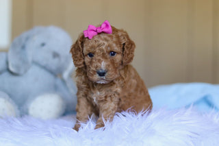 Kali - Available 3/26