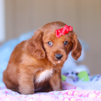 Kamila - Available 3/26