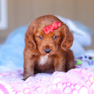 Kamila - Available 3/26