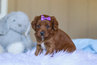 Kamila - Available 4/2