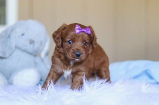 Kamila - Available 4/2