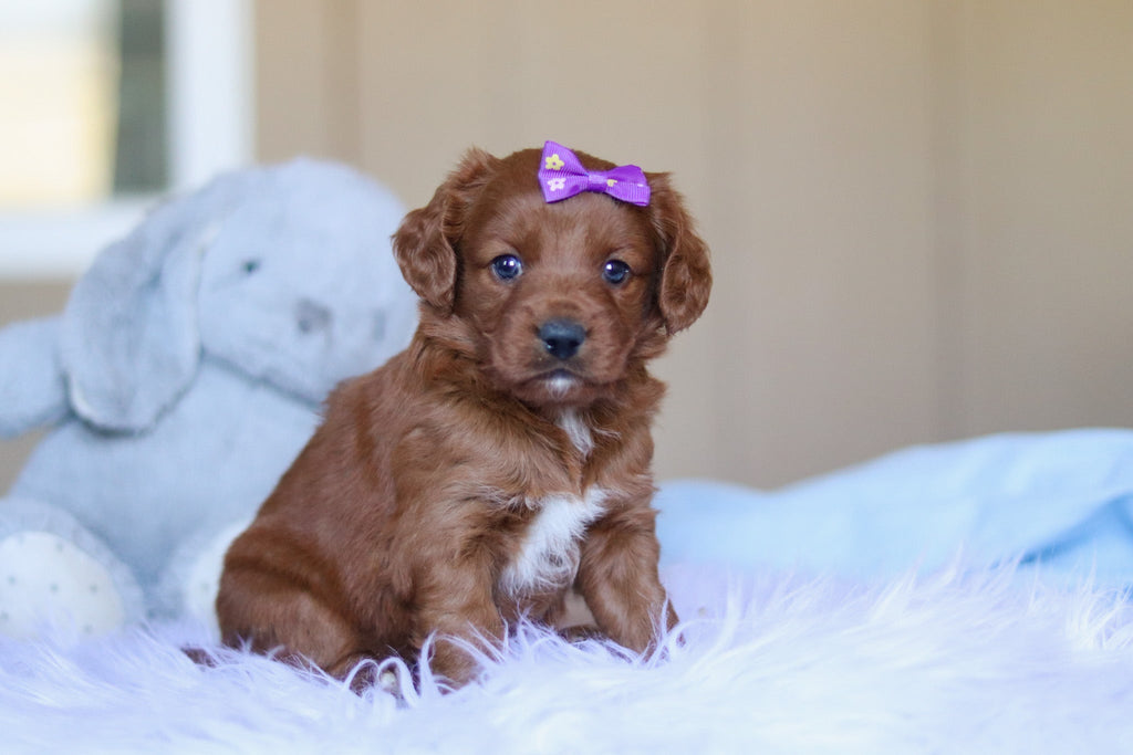 Kamila - Available 4/2