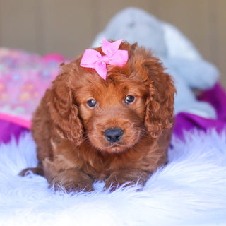 Kimmie - Available 3/26