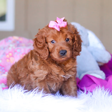 Kimmie - Available 3/26