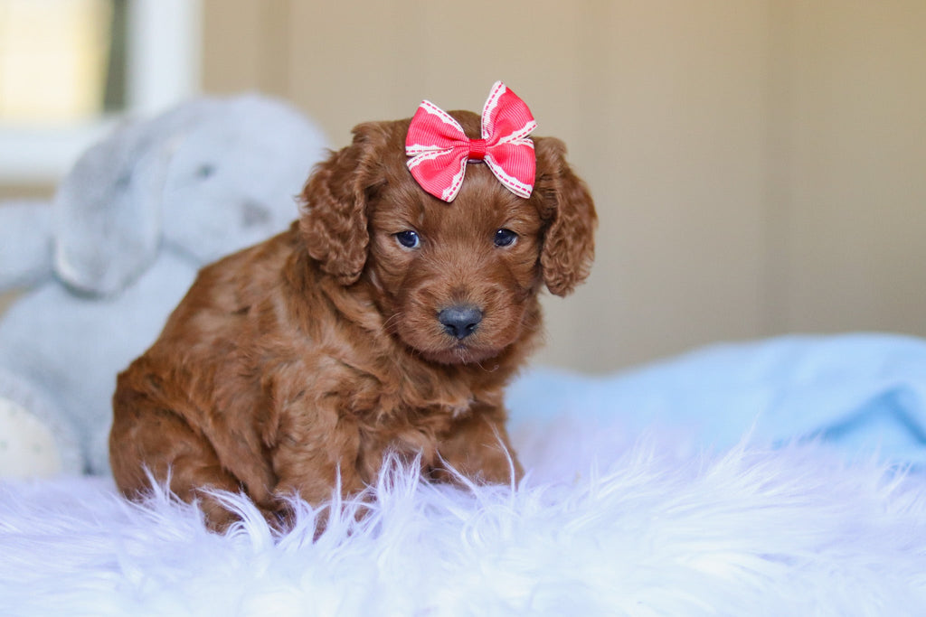 Kimmie - Available 4/2